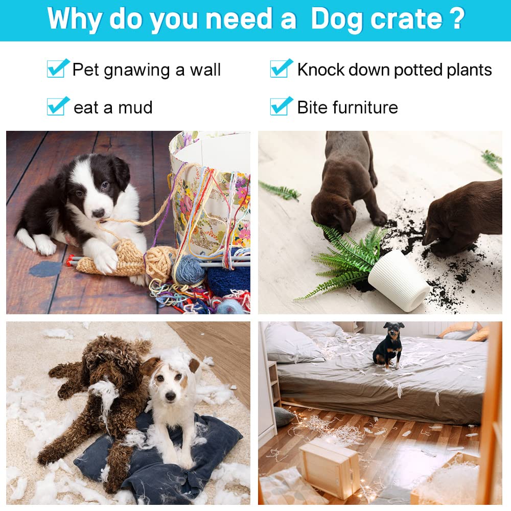 48 Inch Double-Door Dog Crate with Tray & Divider B746