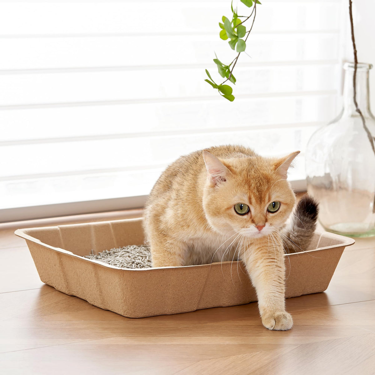 Disposable Cardboard Cat Litter Boxes 5 Pack N238
